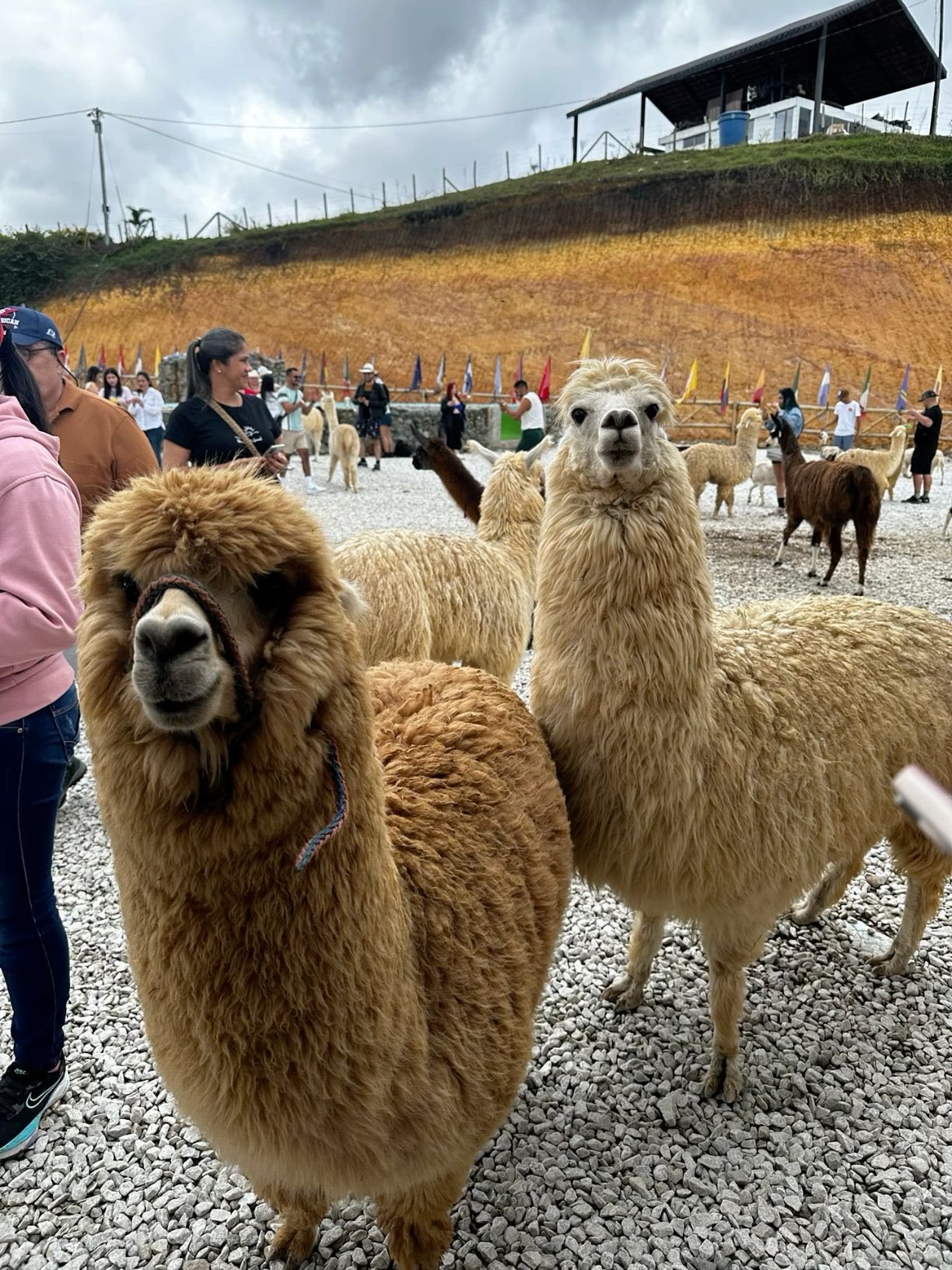 TOUR GUATAPÉ - Imagen 10