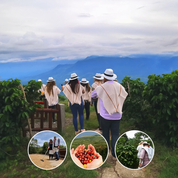 COFFEE TOUR - Imagen 4